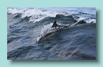 68_Dolphin Greeting